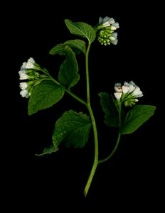 Comfrey on Black