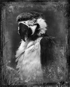 © Dianne Yudelson Macaw