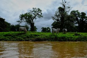 Tortuguero, Costa Rica, 2018