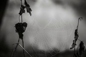 Web of death