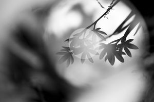 Life Through a Lens II