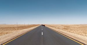 Horse on the road