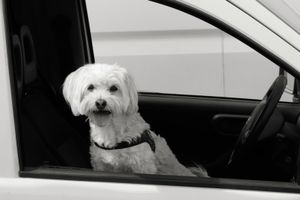 "LONELY" DOG (1/4)