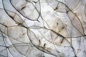 Lunaria Rediviva 6