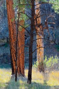 Trotter Meadow, Gila Wilderness, South West.