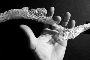 Rattlesnake Skin with Hand