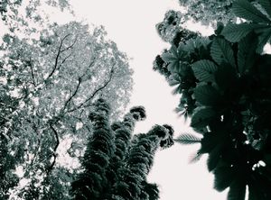 Trees 9