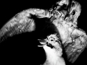 Fear