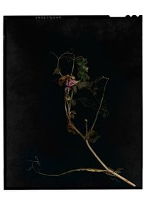 © Jeff Moorfoot