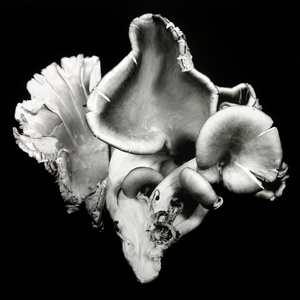 Oyster Mushroom 6