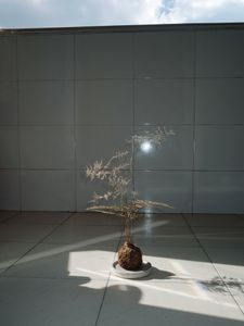 The Plant in House