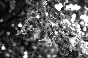 2.  Branch with flowers