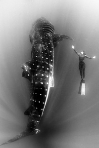 Maca and whale shark