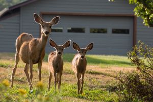 Mule deer illuminated by the sunrise