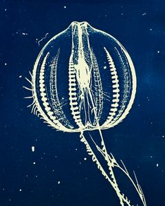 Pleurobrachia