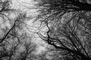 HIDDEN FOREST - Whispering trees above our head