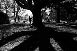 Close up of a big tree at Kew Gardens London