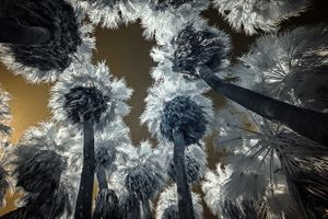 Evasive Oasis, Hidden Palms