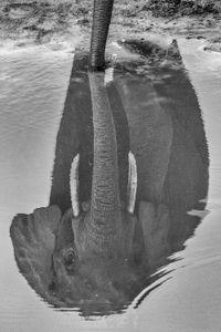 Portrait of a forest elephant