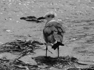 Seagull on Sanibel Island 1