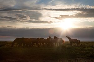 Nomad Herders