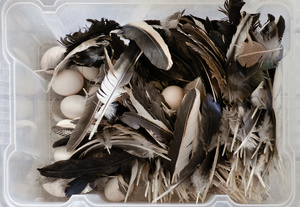 eggs and feathers