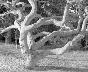 Tangled Tree