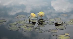 Water Lilies