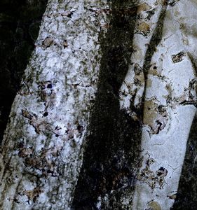 The Natural order-11