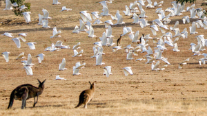 Kangaroos and a flock of Long-billed Corellas.