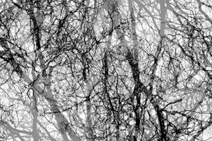 Disturbing Nature n°16
