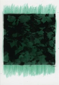 Ivy, Ebers Road (Green)