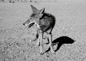 Panting Coyote