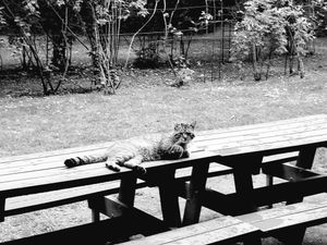 Stray Cats_32