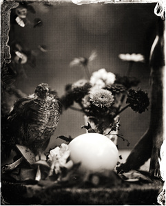 Grouse with Emu Egg