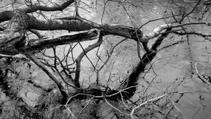 "Littoral Frost," from the REACH portfolio by RS McWherter.