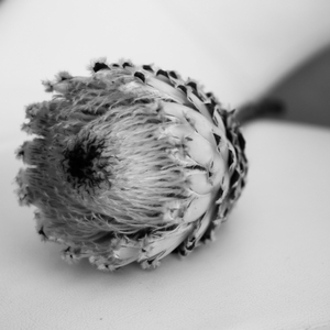 PARALLEL LINES AND PATTERNS SERIES- From Cape to Cuba