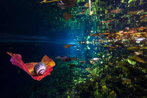 Snail and water plants at Cenote Dos Ojos