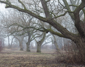 Old Road in Fall, Wards Island
