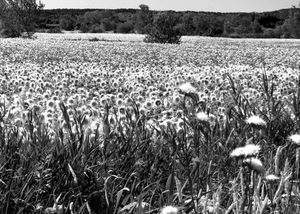 Fields of Sunflowers, Saint-Rémy-de-Provence, France
