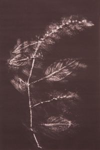 from the series Barren Herbarium #004