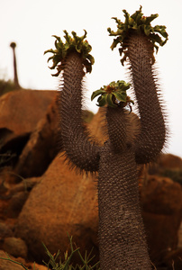 Hands up!