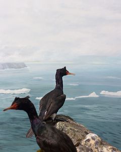 Fairway Rock, Bering Strait