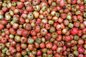 A heap of cider apples