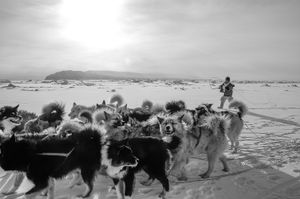 Ten year old boy guiding the dog team home...