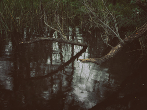 Into the marsh - 05