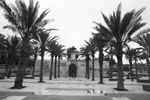 Palm Trees, 2010 © Clara Abi Nader