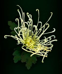Starburst Chrysanth...