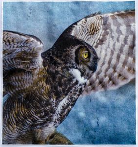 © Wendi Schneider "Great Horned Owl"