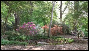 Hancock Woodlands